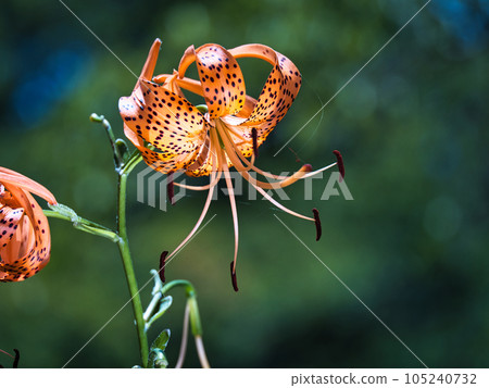 Demon's flower 105240732