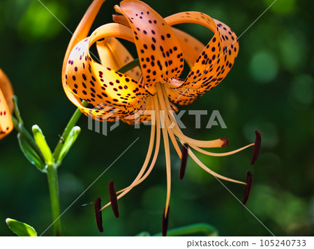 Demon's flower 105240733