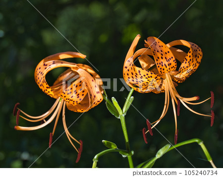 Demon's flower 105240734