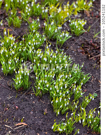 A group of blooming white snowdrops. High quality photo A group of blooming white snowdrops. High quality photo 105241182