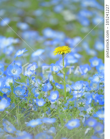 A single dandelion in a nemophila field A single dandelion in a nemophila field 105241227