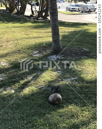 Squirrel in Haulover park 105241243