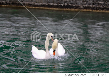 Swan couple on the river Limmat in Zurich. High quality photo 105241355
