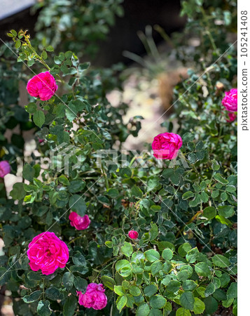 Pink Damask rose bushes in a garden. High quality photo Pink Damask rose bushes in a garden. High quality photo 105241408