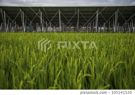 太陽能電池板和稻田 太陽能電池板和稻田 105241520