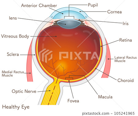 eye illustration 105241965