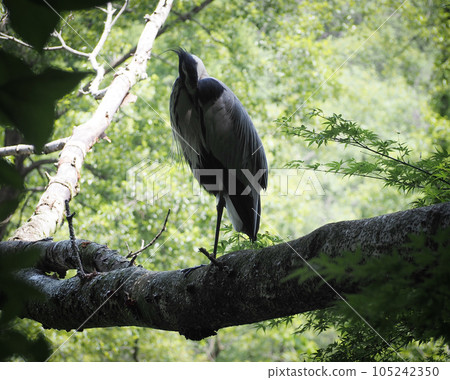 Heron in Ishigami Park 105242350