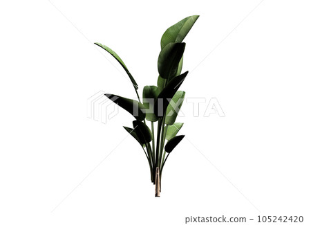strelizia nocolai floats on white background, 3D rendering, abstract art 105242420