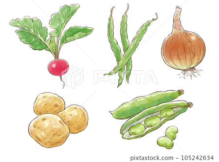 Summer vegetable illustration set (radish, green beans, onions, potatoes, broad beans) 105242634