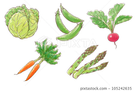 Illustration set of spring vegetables (cabbage, snap peas, radishes, carrots, asparagus) 105242635