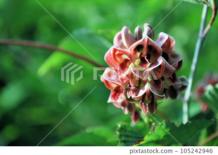 Potato flowers that bloom in summer 105242946