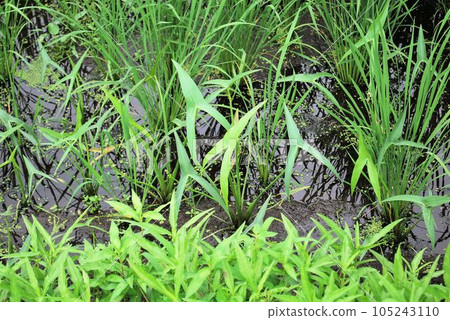 Omodaka growing in paddy fields 105243110