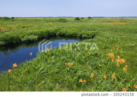 佐呂別平原沼澤和蝦夷黃花菜 105243138