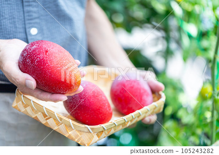 Man harvesting mangoes Man harvesting mangoes 105243282