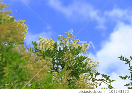 日本寶塔花盛開 105243333