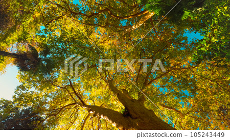 Bottom View Timelapse On Platanus, Or Cerifolia, Platanus Hispanica, Hybrid Plane. Movement Of Shadows On Ground. Beautiful Landscape. Timelapse, Time-lapse 105243449