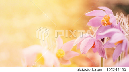 Beautiful Wild Spring Flowers in sunlight sunbeam flare. Flowering Blooming Plant 105243460