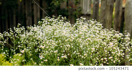 Blooming Wild Flower Matricaria Chamomilla, Matricaria Recutita, Chamomile. Commonly Known As Italian Camomilla, German Chamomile, Hungarian Chamomile, Wild Chamomile At Village 105243471