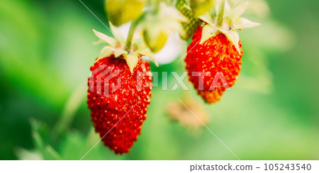 Red Fragaria Or Wild Strawberry. Growing Organic Wild Strawberry. Ripe Berry In Fruit Garden. Close-up View 105243540