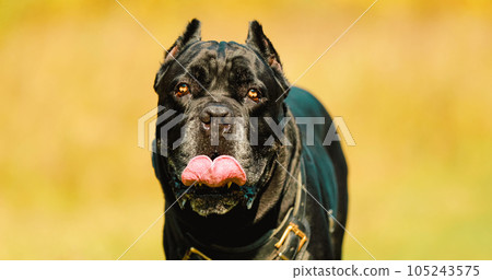 Black Cane Corso Dog Wears In Special Clothes Go Towards Camera. Big Dog Breeds Black Cane Corso Dog Wears In Special Clothes Go Towards Camera. Big Dog Breeds 105243575