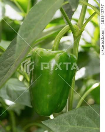 greenhouse cultivation of beeman 105243777