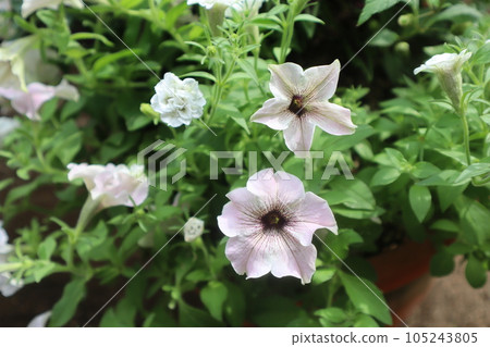 色彩別緻的矮牽牛花群植 色彩別緻的矮牽牛花群植 105243805