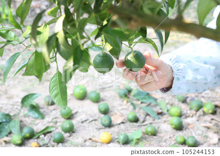 沿著 Dekopon 田地底部手工採摘水果 105244153