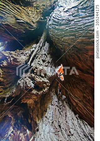 Yakusugi virgin forest, Jomonsugi trekking course 105244175