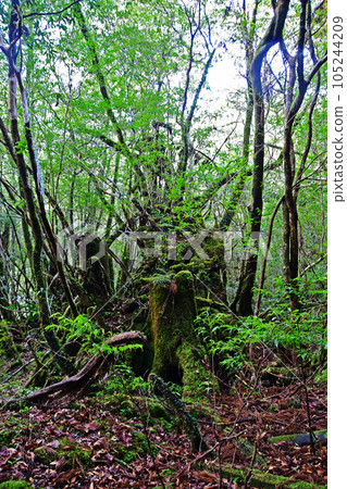 Yakusugi virgin forest, Jomonsugi trekking course 105244209