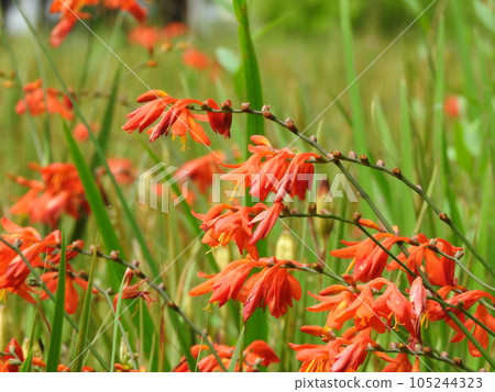 ``Himehiougizuisen'' that alternately blooms one by one on the left and right ``Himehiougizuisen'' that alternately blooms one by one on the left and right 105244323