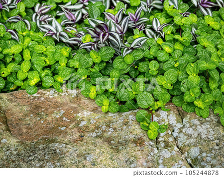Small leaved green shrub, hedge. Small leaved green shrub, hedge. 105244878
