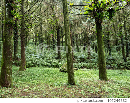 green trees background in forest green trees background in forest 105244882