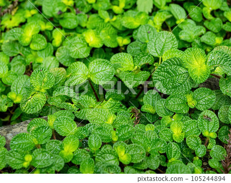 Small leaved green shrub, hedge. 105244894