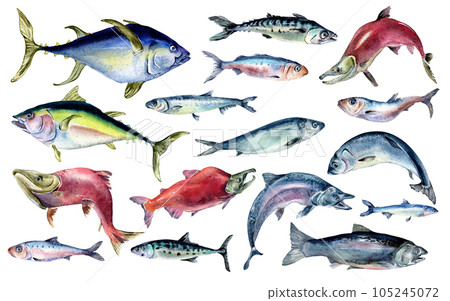 Bundle of different sea fishe watercolor illustration isolated on white. Wild fish, tuna, salmon, herring, anchovy, mackerel hand drawn. Design element for menu, packaging, paper, wrapping, label 105245072