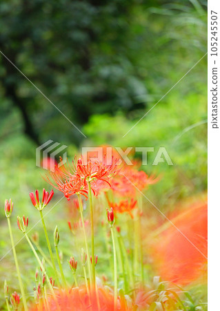 Cluster amaryllis 105245507