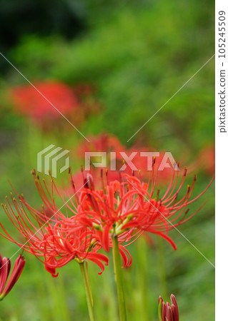 群集孤挺花 群集孤挺花 105245509