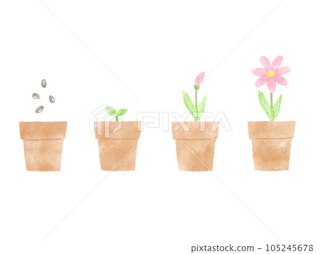 A simple watercolor hand drawn illustration of a plant growing from seeds to sprouts to blooming pink flowers A simple watercolor hand drawn illustration of a plant growing from seeds to sprouts to blooming pink flowers 105245678