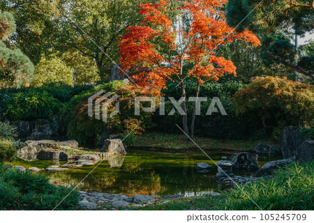 Beautiful calm scene in spring Japanese garden. Japan autumn image. Beautiful Japanese garden with a pond and red leaves. Pond in a Japanese garden. Beautiful calm scene in spring Japanese garden. Japan autumn image. Beautiful Japanese garden with a pond and red leaves. Pond in a Japanese garden. 105245709