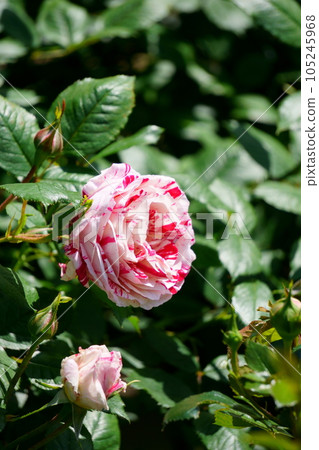 條紋玫瑰感傷5 條紋玫瑰感傷5 105245968