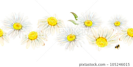 Watercolor illustration seamless border from field camomile hand-drawn on white background. Watercolor floral natural illustration of delicate plants for banner, poster, sticker, invitation, textile Watercolor illustration seamless border from field camomile hand-drawn on white background. Watercolor floral natural illustration of delicate plants for banner, poster, sticker, invitation, textile 105246015