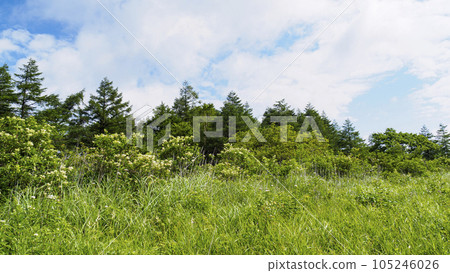 長野縣諏訪市霧峰屋島濕地(暑假) 長野縣諏訪市霧峰屋島濕地(暑假) 105246026