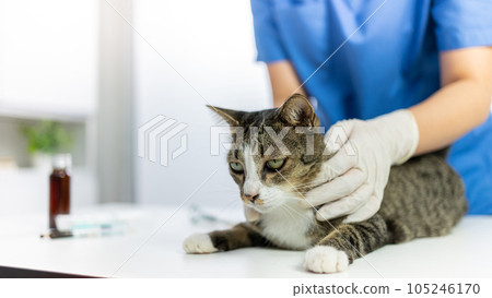 Vet surgeon. Cat on examination table of veterinarian clinic. Veterinary care. Vet doctor and cat 105246170