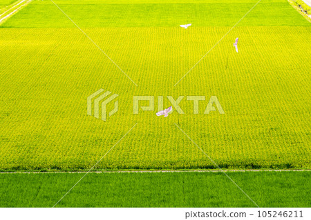 A bird's-eye view of a rice field that has begun to grow and a kite to protect against birds 105246211