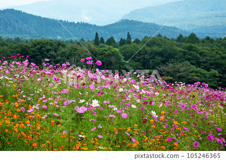 Kurohime Snow Park Cosmos field|At the foot of Mt. Kurohime Snow Park Cosmos field|At the foot of Mt. 105246365