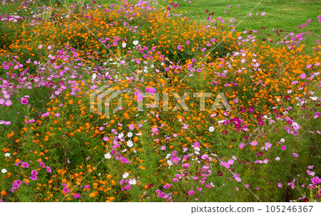 Kurohime Snow Park Cosmos field|At the foot of Mt. Kurohime Snow Park Cosmos field|At the foot of Mt. 105246367