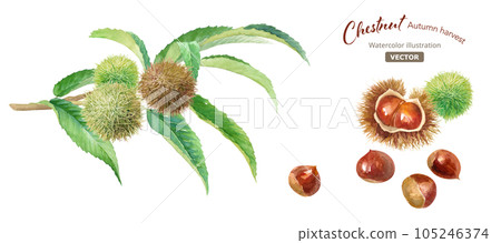 樹枝上的栗子和收穫的栗子的水彩插圖。 （矢量。葉子和果實的佈局可以改變。） 105246374