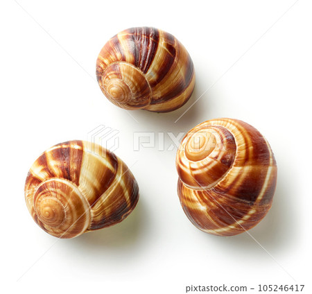 escargot snail on white background escargot snail on white background 105246417