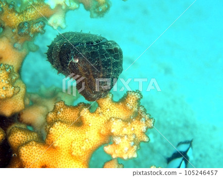 憤怒的小工島 憤怒的小工島 105246457