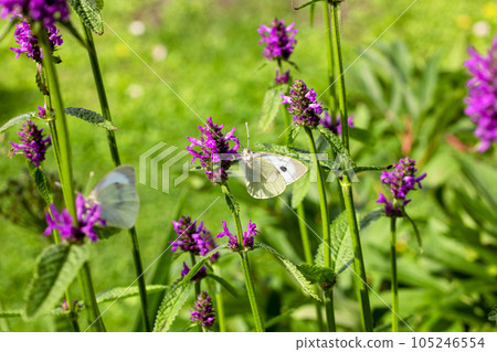 beautiful butterfly on blooming flower 105246554