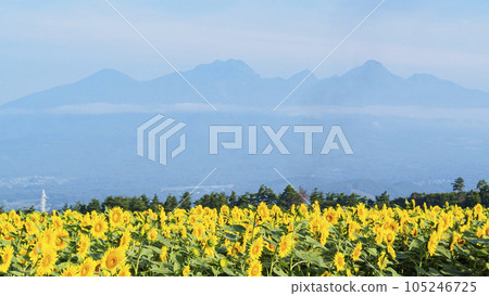 Sunflower field (Yamanashi Prefecture, Hokuto City, Akeno) 105246725